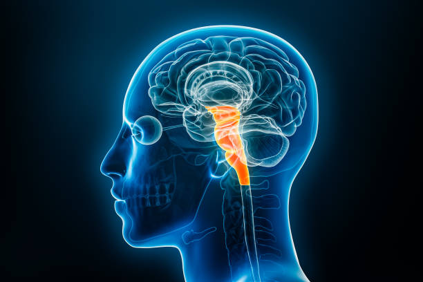 istock Xray profile view of the brain stem or brainstem with medulla, pons and midbrain 3D rendering illustration. Human body anatomy, medical, biology, science, neuroscience, neurology concepts. 1715545200