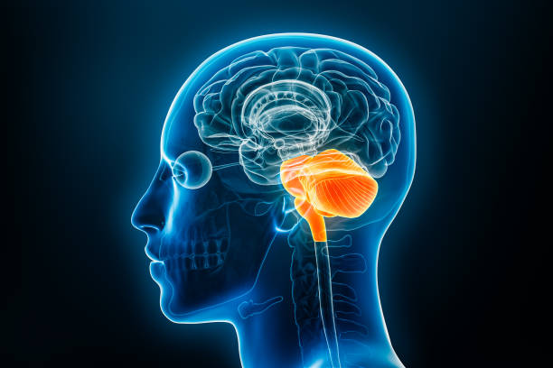 istock Hindbrain or lower brain or rhombencephalon with medulla, pons and cerebellum xray 3D rendering illustration. Human body anatomy, medical, biology, science, neuroscience, neurology concepts. 1715545209