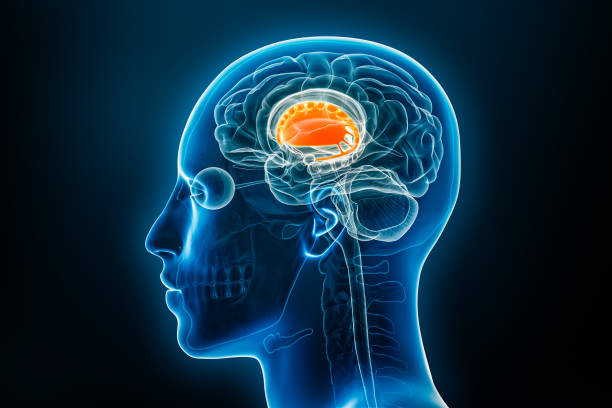 istock Dorsal striatum with putamen and caudate nucleus or basal ganglia 3D rendering illustration. Human brain and body anatomy, medical, biology, science, neuroscience, neurology concepts. 1715545717