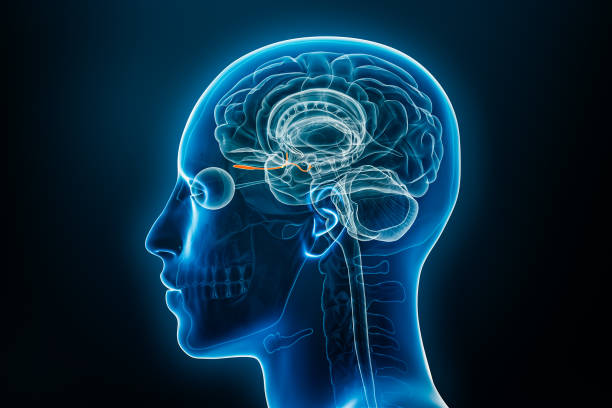 istock Xray profile view of the olfactory bulb and tract 3D rendering illustration. Human brain and body anatomy, medical, biology, science, neuroscience, neurology concepts. 1715545729