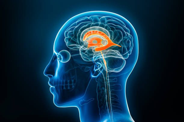 vista laterale a raggi x dei ventricoli cerebrali illustrazione di rendering 3d con contorni del corpo. anatomia del sistema umano e ventricolare, concetti medici, biologia, scienza, neuroscienze, neurologia. - sistema ventricolare illustrazioni foto e immagini stock