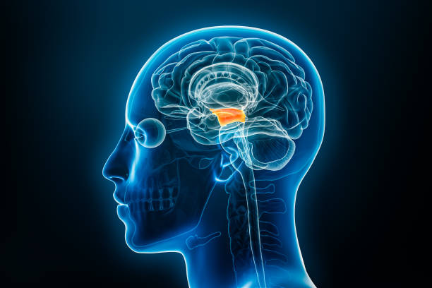 istock Xray profile view of the midbrain or mesencephalon 3D rendering illustration. Human brain and body anatomy, medical, biology, science, neuroscience, neurology concepts. 1715546280
