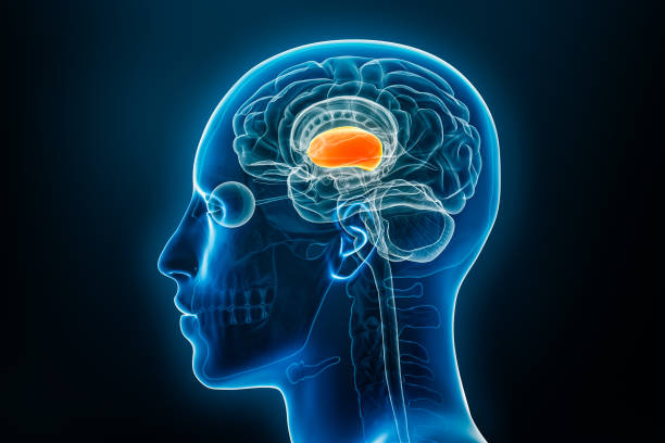 istock Xray profile view of the forebrain or prosencephalon 3D rendering illustration. Human brain and body anatomy, medical, biology, science, neuroscience, neurology concepts. 1715546763