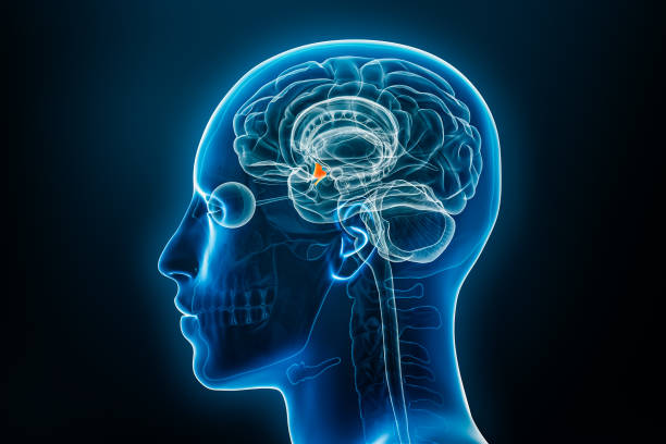 視床下部の3dレンダリングイラストのx線プロファイルビュー。人間の脳と体の解剖学、医学、生物学、科学、神経科学、神経学のコンセプト。 - hypothalamus ストックフォトと画像