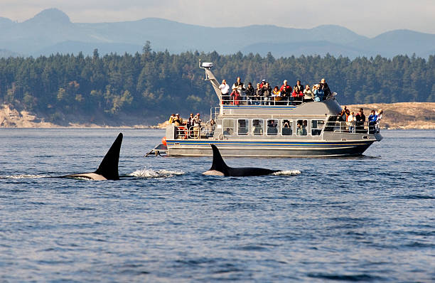 Observation des baleines en bateau, en Colombie-Britannique, au Canada. - Photo