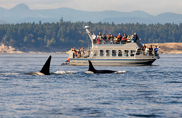 Whale Watching Boat Tour, British Columbia, Canada. stock photo