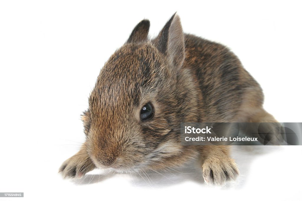 Baby Hase - Lizenzfrei Einzelnes Tier Stock-Foto