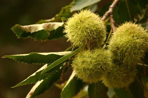 Chestnut husk before the seasonal harvest in the Maritime Alps, Cuneo, Piedmont, Italy
