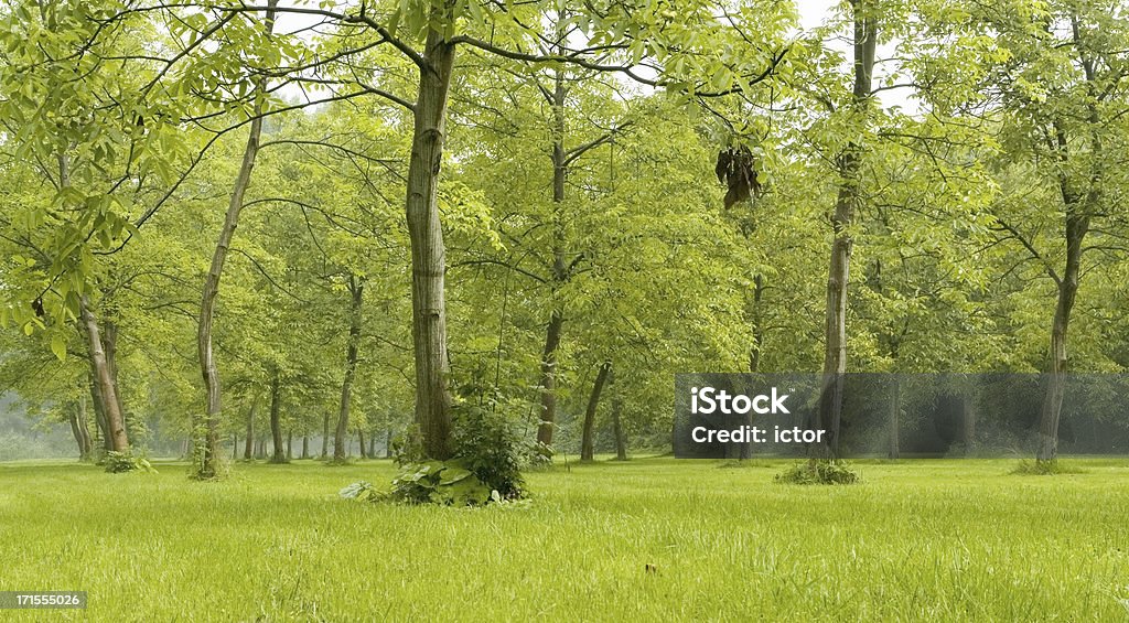 Bosque verde - Foto de stock de Aire libre libre de derechos