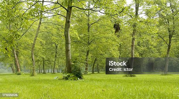 Bosque Verde Foto de stock y más banco de imágenes de Aire libre - Aire libre, Belleza, Belleza de la naturaleza