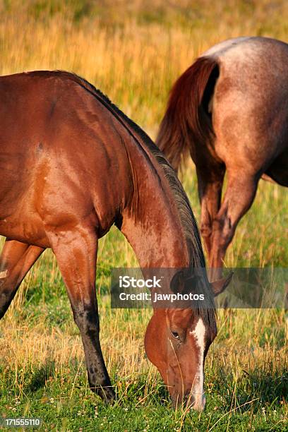 Pastar Cavalo - Fotografias de stock e mais imagens de Animal - Animal, Animal Doméstico, Ao Ar Livre