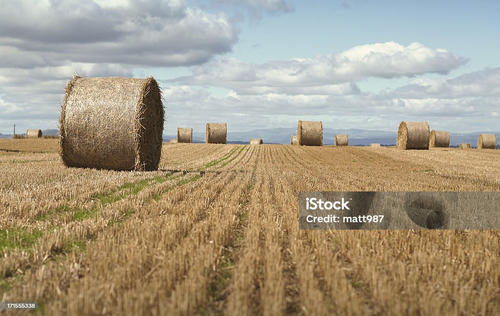 hay sauver field - Photo de Agriculture libre de droits