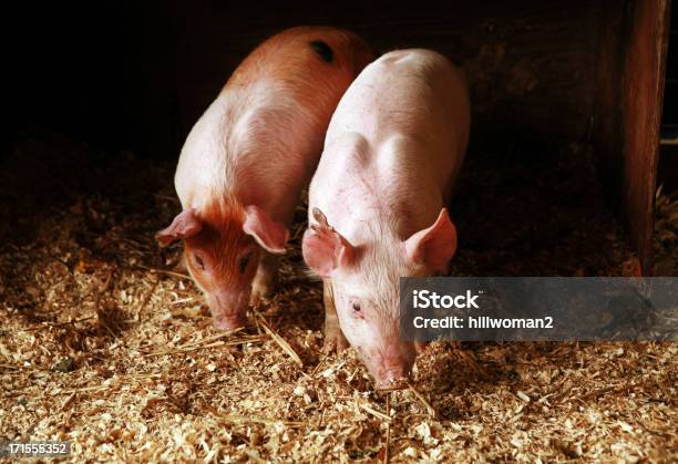 Foto de Na Feira Dois Porcos e mais fotos de stock de Chiqueiro - Chiqueiro, Animal, Animal de Fazenda