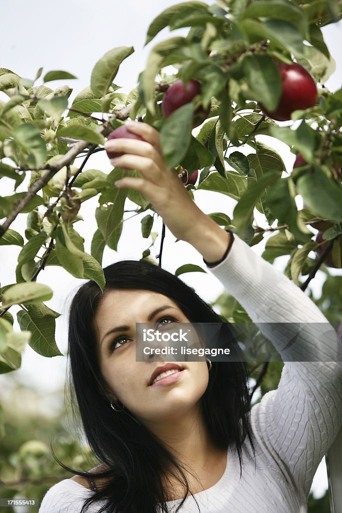 여자 픽킹 사과들 - 로열티 프리 가을 스톡 사진