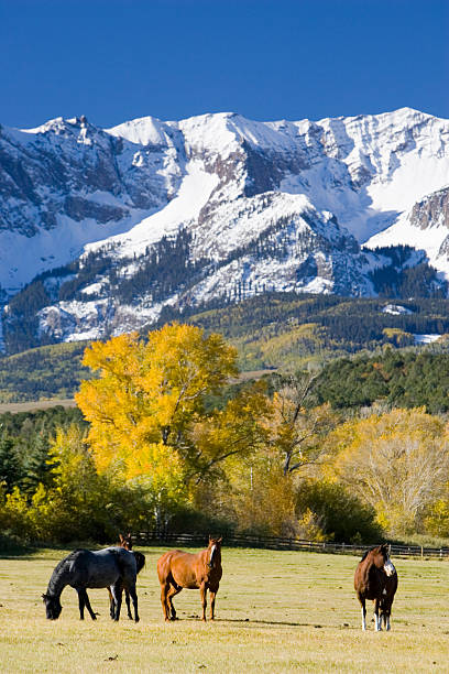 istock Horses in high country 171555415
