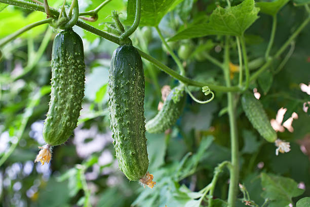 A cucumber tree with plants in the background