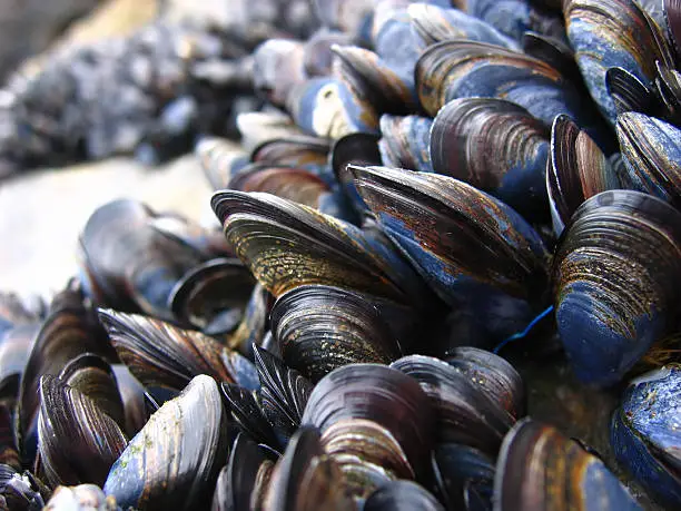 "mussels on a rock, really sharp focus and lots of detail."