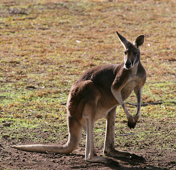 An isolated kangaroo standing on the grass stock photo