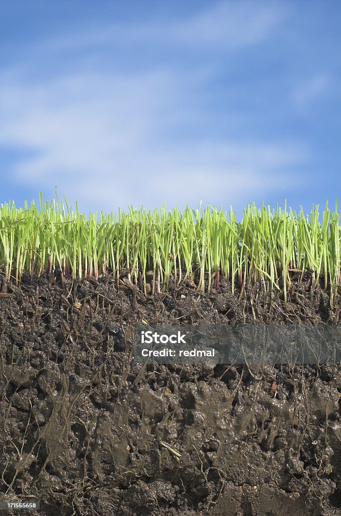 Tierra to sky - Foto de stock de Hierba - Pasto libre de derechos