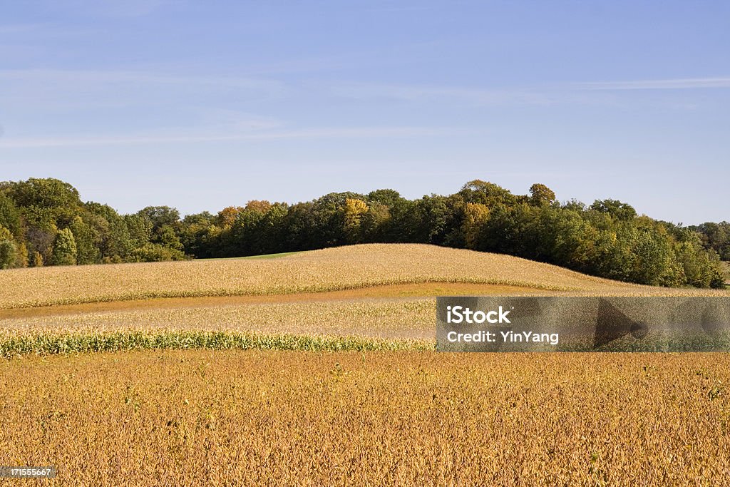 Otoño maíz & de soja - Foto de stock de Agricultura libre de derechos