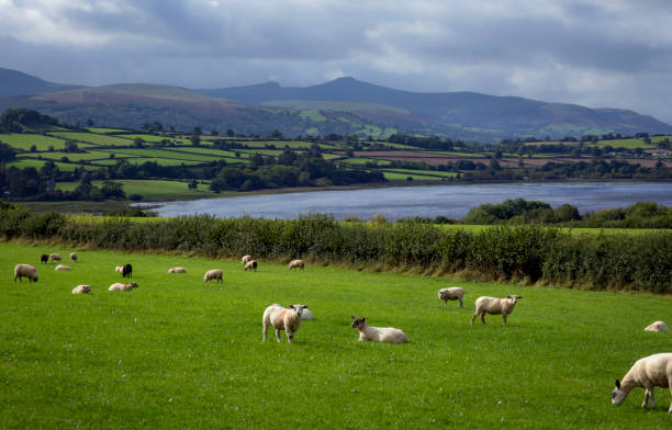 istock Sheep at Llangorse Lake 1715557418