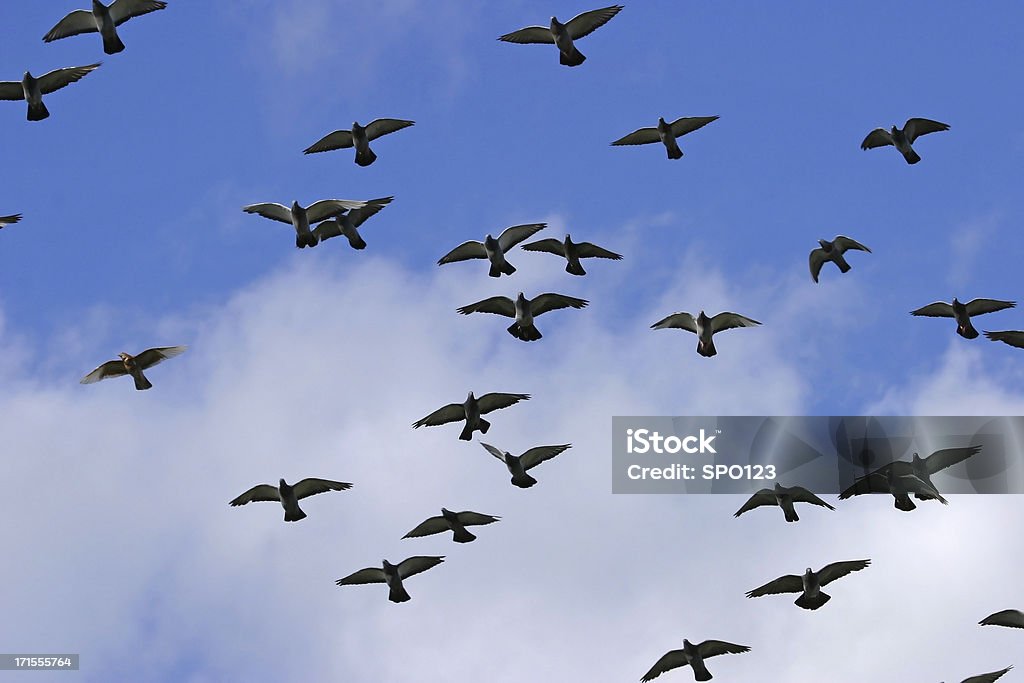 Oiseaux en vol - Photo de Aile d'animal libre de droits