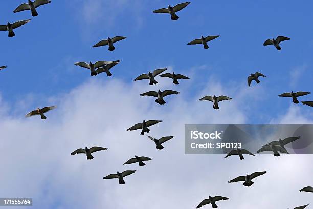 Uccelli In Volo - Fotografie stock e altre immagini di Ala di animale - Ala di animale, Ambientazione esterna, Animale