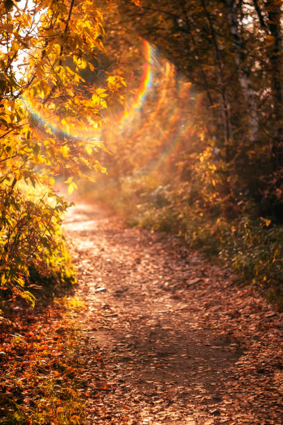 Road in the autumn forest. Leaf fall