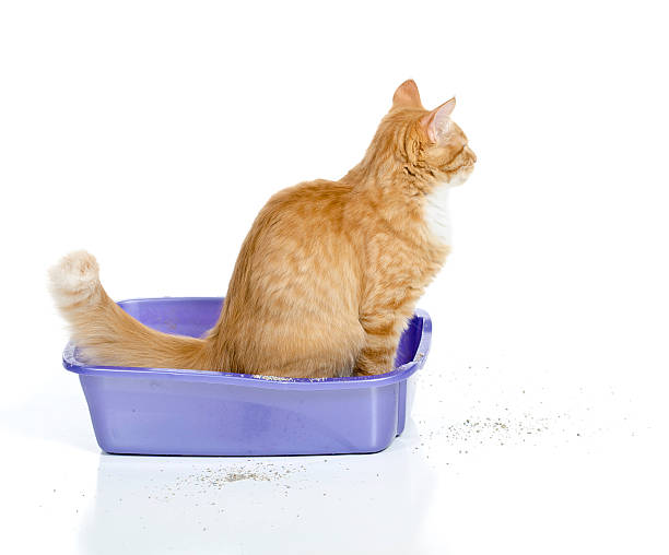 Cat Using the Litter Box stock photo