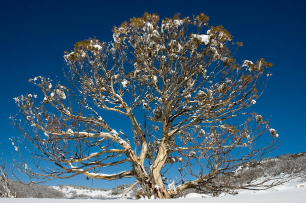 Grande Goma de neve australiano - fotografia de stock