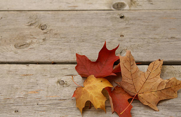 colourful maple leaves on a wooden floor stock photo