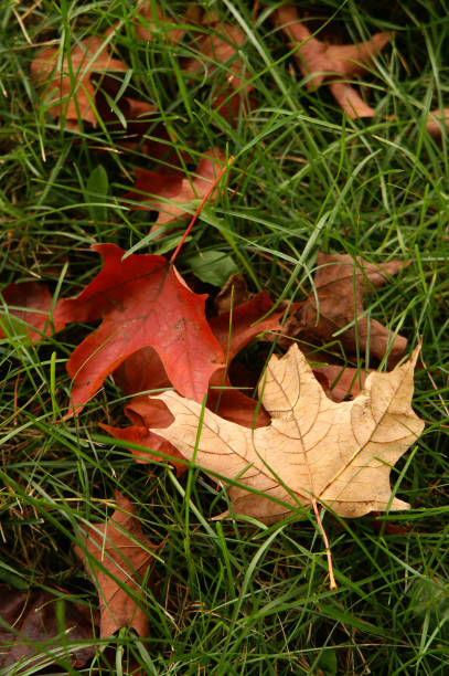 maple leaves on the lawn stock photo