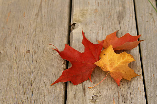 colourful maple leaves stock photo