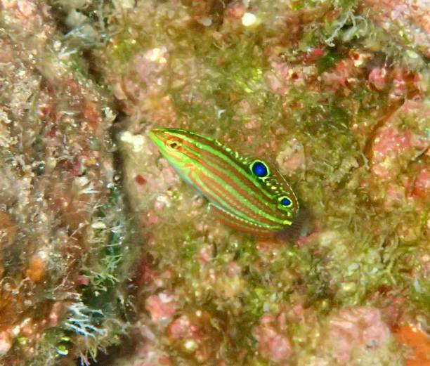 Juvenile tail spot wrasse fish Baby tailspot wrasse thalassoma pavo stock pictures, royalty-free photos & images