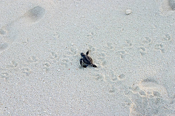 Green Sea Turtle Hatchling, Great Barrier Reef "Green Sea Turtle Hatchling, Great Barrier Reef, heads for the sea immediately after hatching at dusk - a perilous journey of perhaps 50 meters.More sea turtle photos are in" sea turtle egg stock pictures, royalty-free photos & images