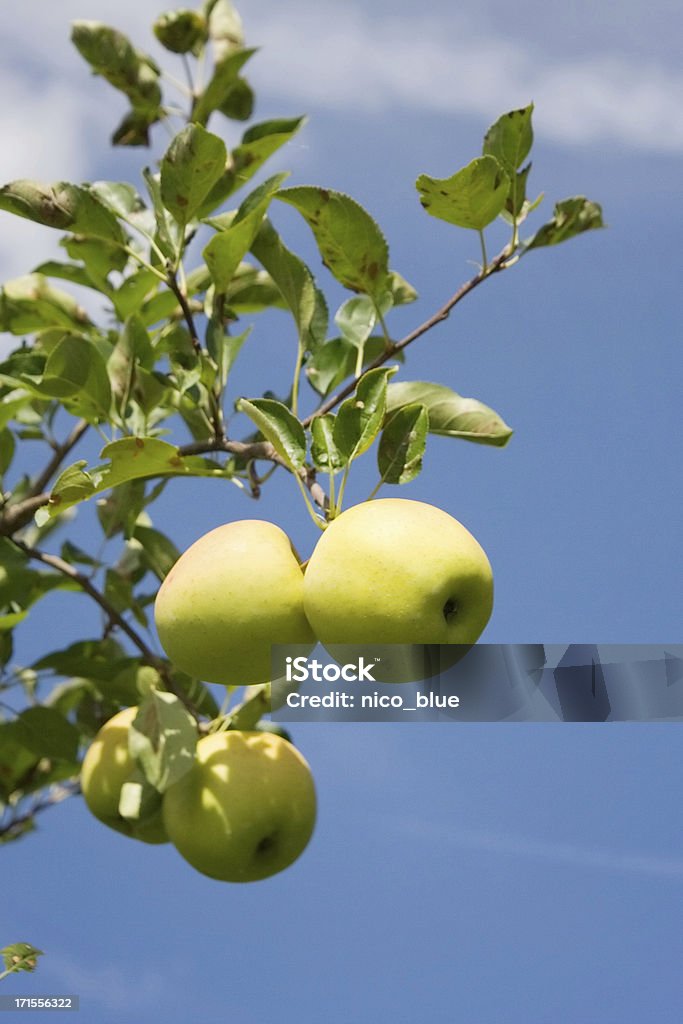 Manzanas verdes - Foto de stock de Agricultura libre de derechos