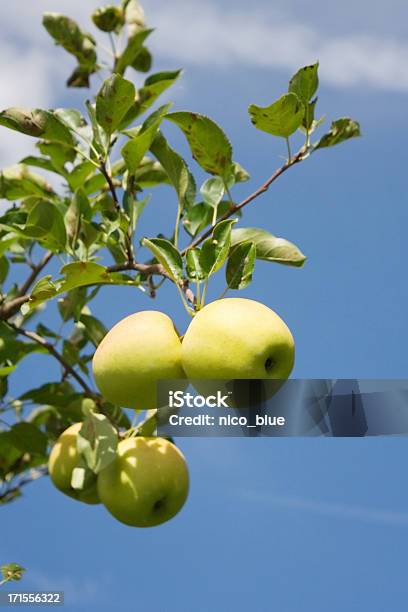 Manzanas Verdes Foto de stock y más banco de imágenes de Agricultura - Agricultura, Aire libre, Alimento