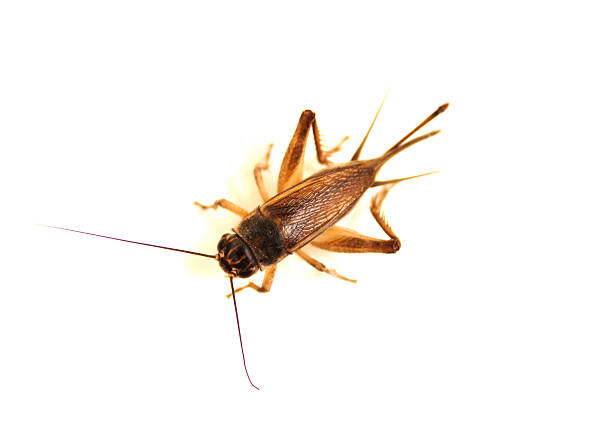 cricket sur blanc - grillon insecte photos et images de collection