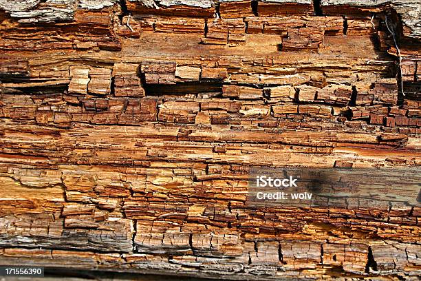 Dead Holz Stockfoto und mehr Bilder von Verfault - Verfault, Ausgedörrt, Holz