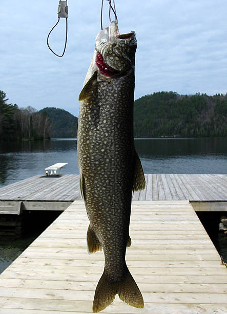 peixe em stringer - speckled trout - fotografias e filmes do acervo