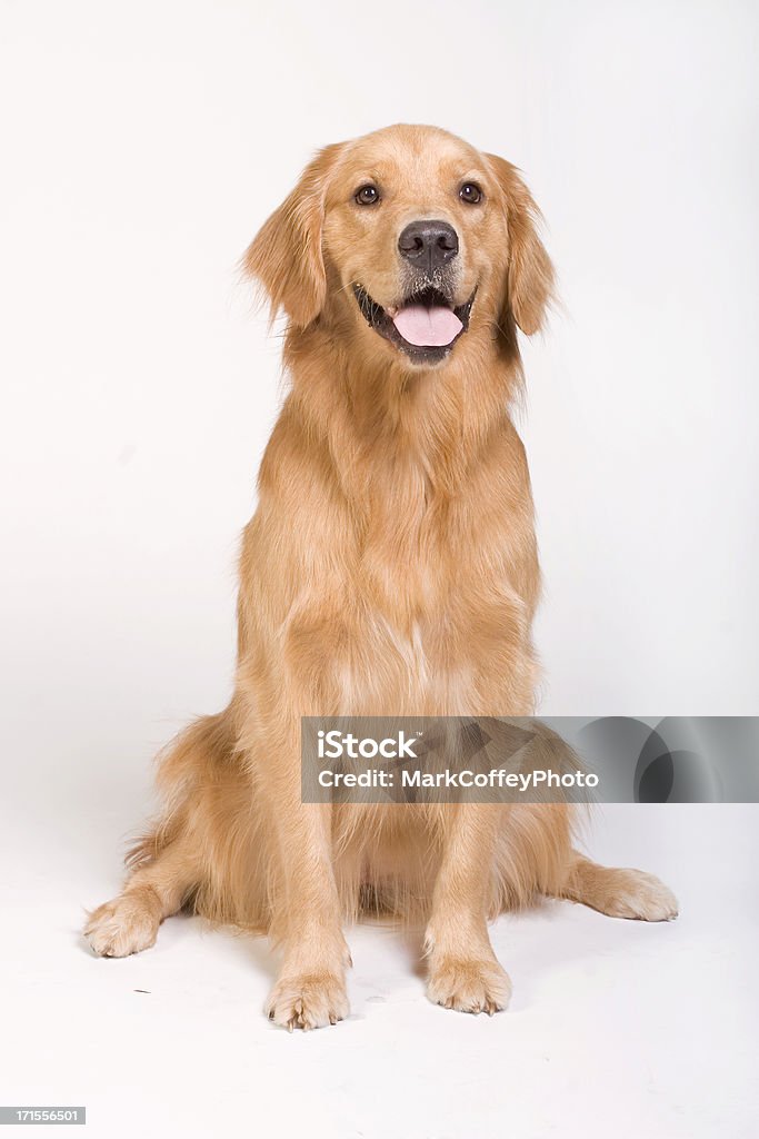 Golden Retriever seduto - Foto stock royalty-free di Cane