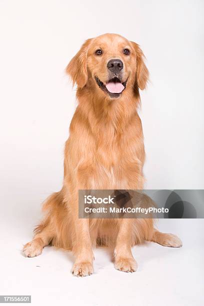 Golden Retriever Seduto - Fotografie stock e altre immagini di Cane - Cane, Golden Retriever, Retriever