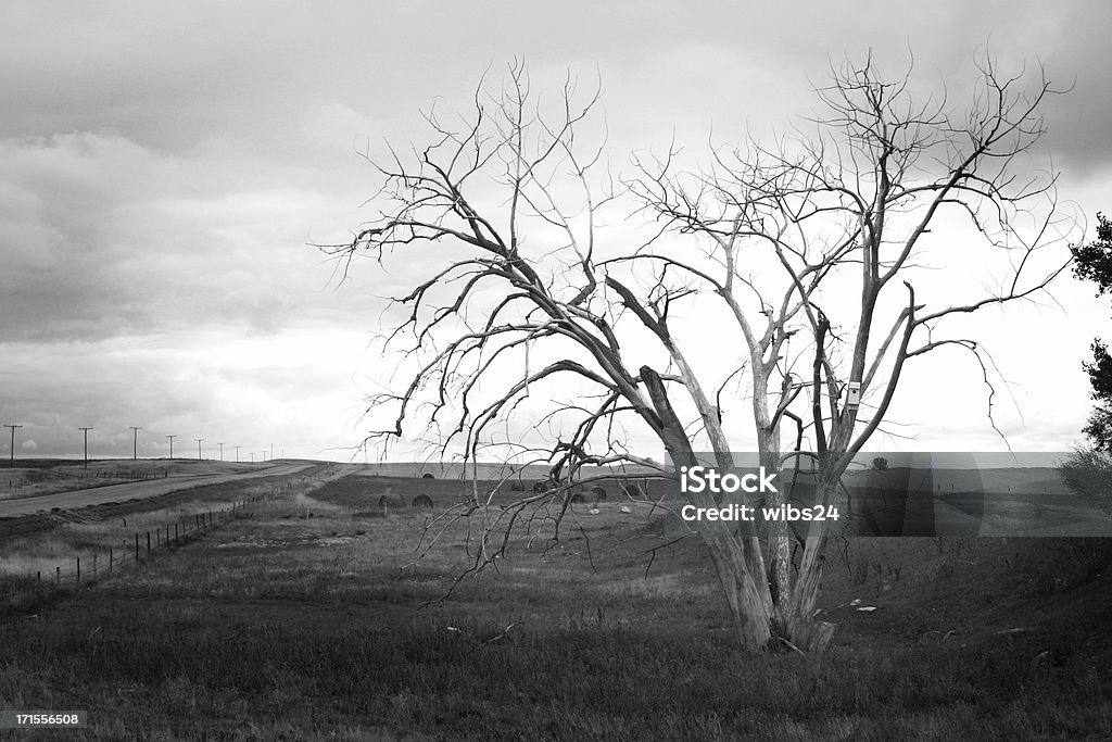 Dead árvore - Foto de stock de Animal morto royalty-free