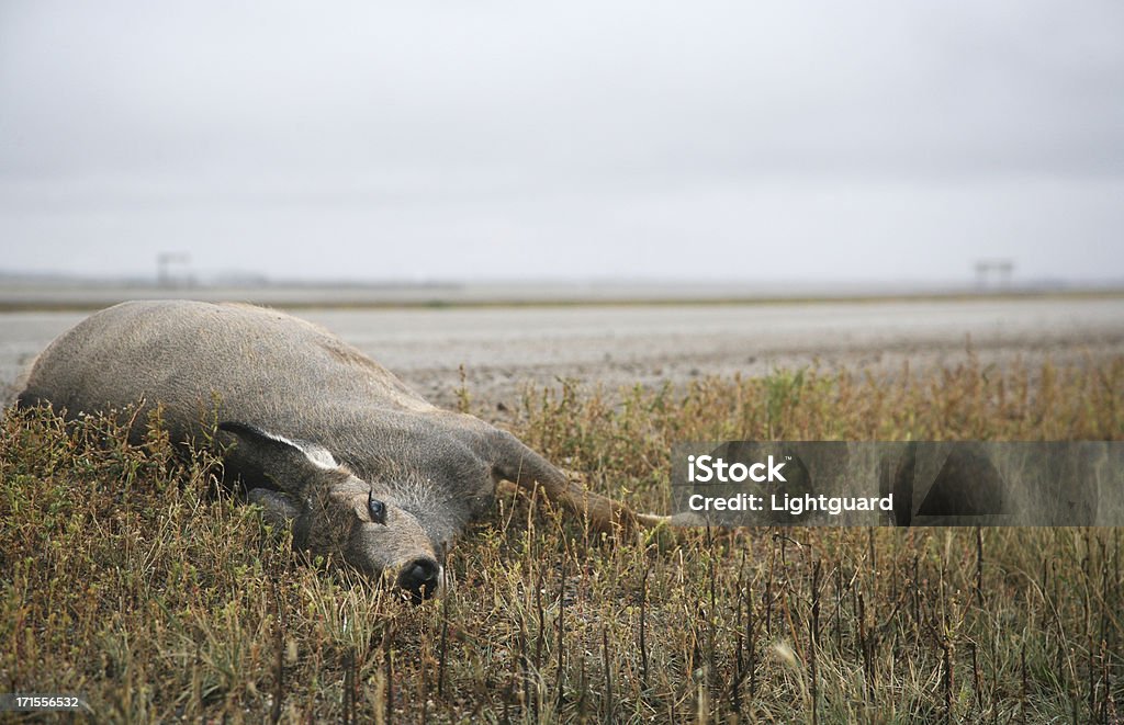 Veado Morto - Royalty-free Veado Foto de stock