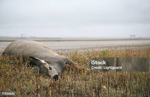 Veado Morto - Fotografias de stock e mais imagens de Veado - Veado, Deitar, Estrada