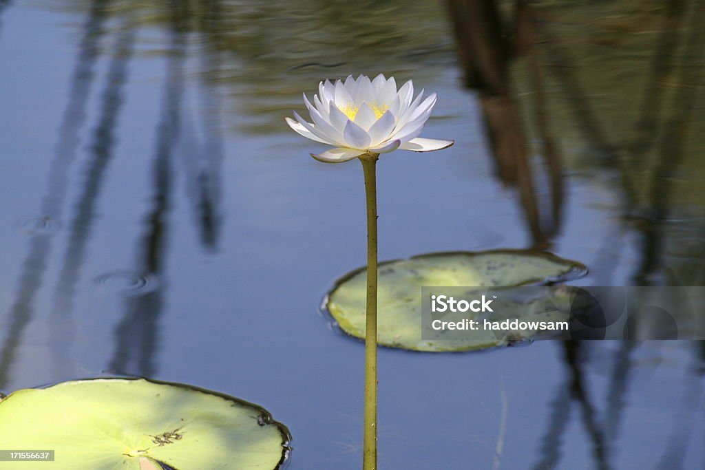 Wasser lillie - Lizenzfrei Australien Stock-Foto