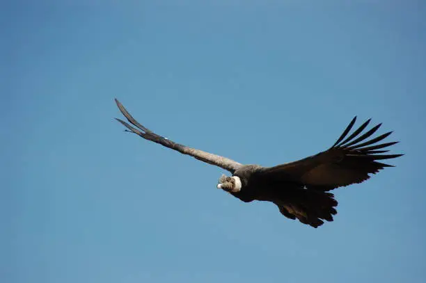 This picture shows a condor. The biggest flying bird on earth. Itook this picture over the Colca Canyon in Peru.