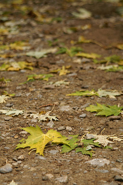 maple leaves on the ground stock photo