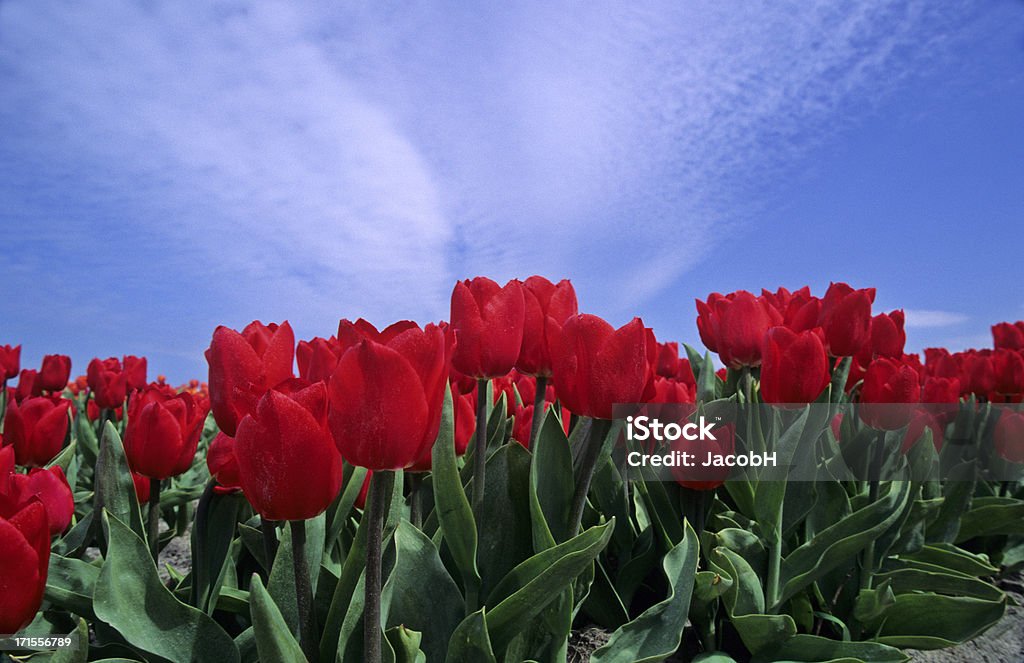 Tulipas vermelhas - Foto de stock de Agricultura royalty-free