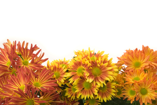 A row of autumn chrysanthemums lining the bottom edge of the frame as a border, with a white background and leaving room for copy layout for specific design and invitation card use. The orange, cheerful flowering plants are a seasonal decoration of fall color.